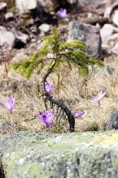 purple wild saffron ( crocus sativus ) growing near a spruce up in the mountains
