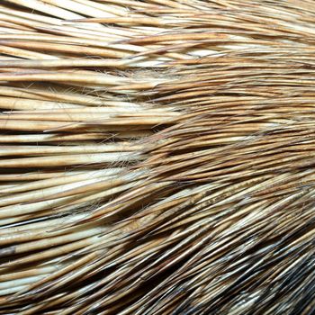 detail of real  crested porcupine fur ( hystyrix cristata )