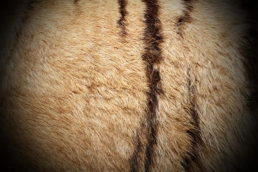 detail of real tiger fur with vignette