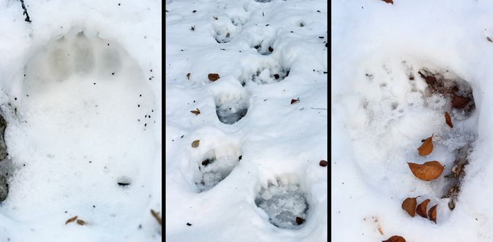 details of bear ( ursus arctos ) tracks in snow, images taken in Apuseni mountains