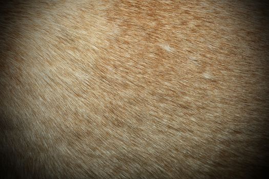 dingo textured fur, image taken on a wild australian real animal