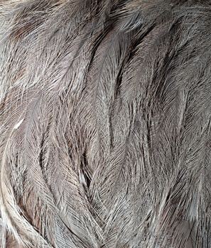 detail of emu bird  plumage ( dromaius novaehollandiae )