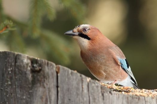 eurasian jay ( garrulus glandarius ) at a seed feeder on stump