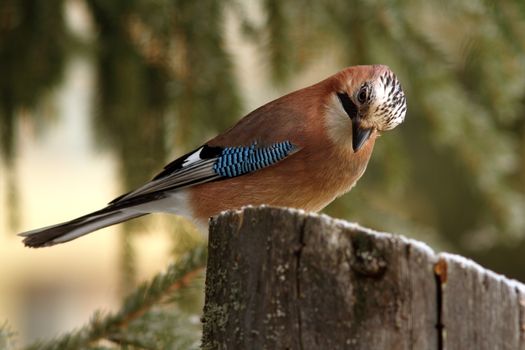 eurasian jay ( garrulus glandarius ) looking at seeds on stump feeder