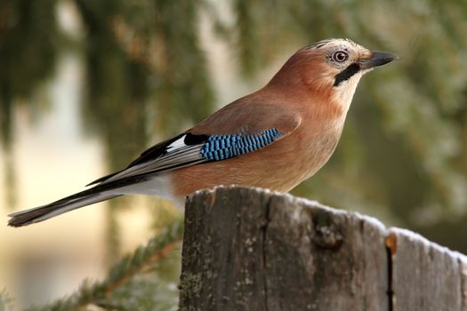 eurasian jay ( garrulus glandarius ) profile standing on a stump in the forest