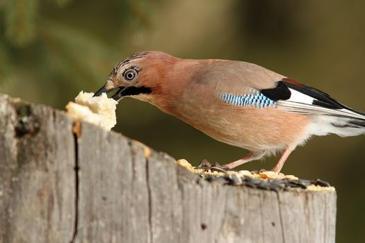 european jay ( garrulus glandarius ) grabbing a piece of bread