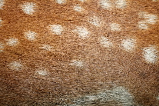 fallow deer spots on fur, texture of captive real animal pelt