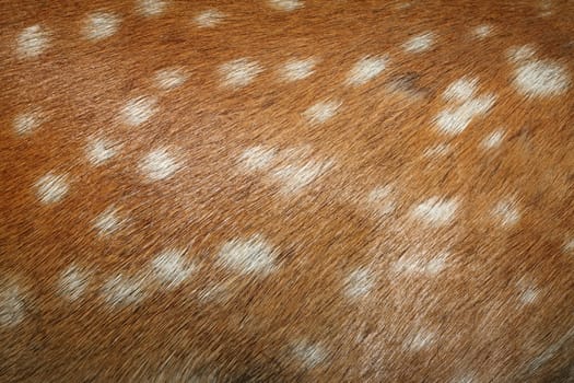 fallow deer ( dama ) spots on textured real  fur detail