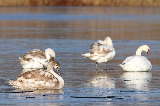 family of mute swans  ( cygnus olor ) on frozen lake during migration