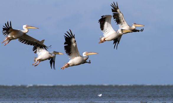 great pelicans ( pelecanus onocrotalus ) flying in danube delta