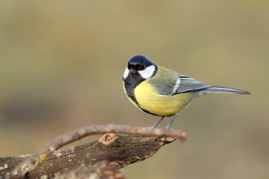 great tit ( parus major ) standing on perch over blurred background