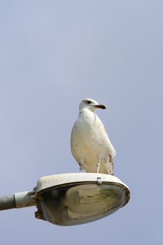 herring gull ( larus argentatus ) standing on light pole 