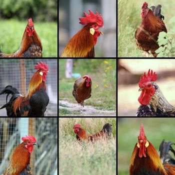 images of roosters at bio  farm in one collage