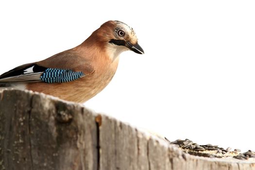 isolated eurasian jay ( garrulus glandarius ) at feeder