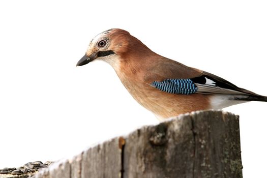 garrulus glandarius ( eurasian jay ) on stump isolated over white background
