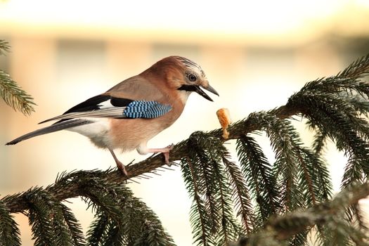 eurasian jay ( garrulus glandarius ) just dropped the food from its beak while standing in spruce tree