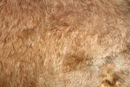 lion real textured fur on an animal from the zoo