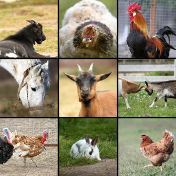 many farm animals together, collage with nine images