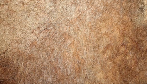 real lion textured pelt on a hunted animal