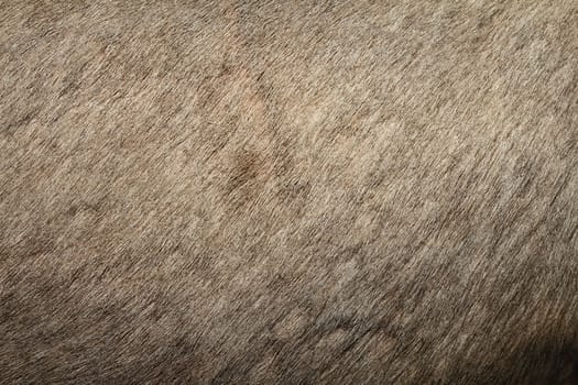 red deer ( cervus elaphus ) textured pelt