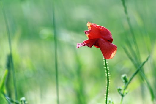 red poppy beginning to fade,  blown by the wind in late summer