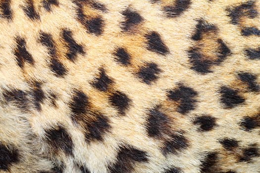 spots on real leopard fur, beautiful natural animal texture