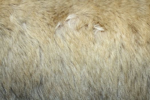 texture of polar bear ( ursus maritimus ) white fur