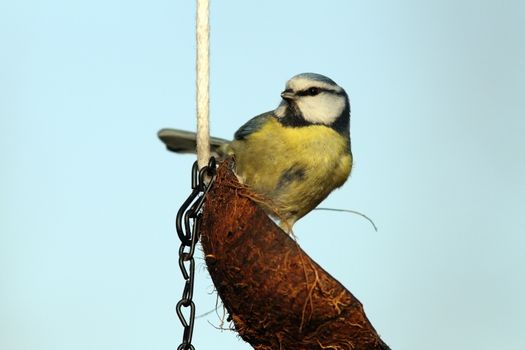 hungry blue tit ( parus caeruleus ) standing on coconut fat feeder