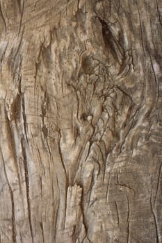 very old textured poplar piece of wood, image taken on a plank that sit outside for two centuries