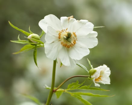 Himalayan peony (Paeonia emodi), Late spring, Kew Gardens, London, UK