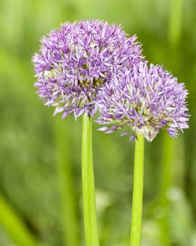 Biggest Allium flower, Globemaster (Allium Giganteum) , late spring, Kew Gardens, London, UK