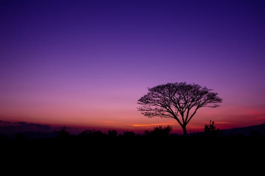 tree in silhouette style with color shade sky in the evening before sunset