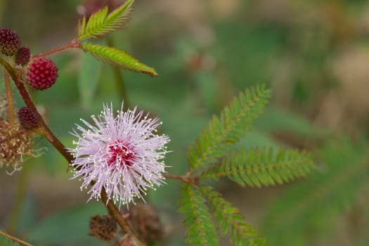 beautiful Mimosa pudica Linn is grown by a footpath.