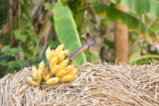 cluster of banana is on rice straw