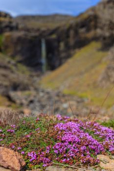 Beautiful Iceland landscape with flower. Skaftafell National Park of Iceland.