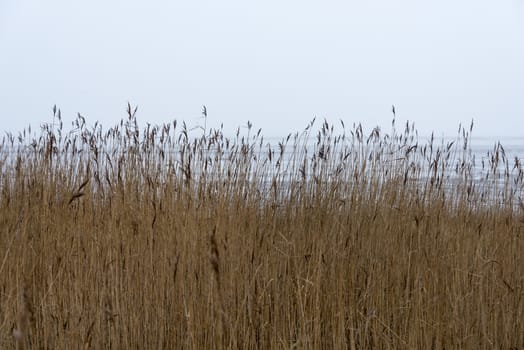 brown grass with plume and water background