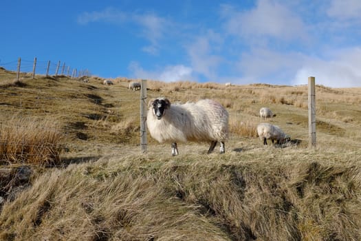 A Scottish black face sheep stands on grass in front of a fence with a hill and blue sky in the background.