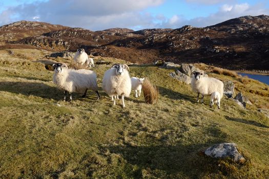 Scottish black face ewes and lambs on green grass among moorland with a blue sky and cloud in the distance.