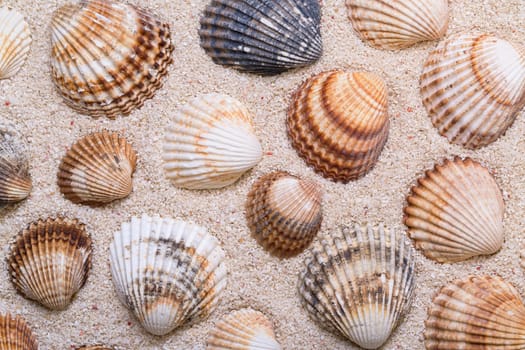 Sea shells with coral sand as background