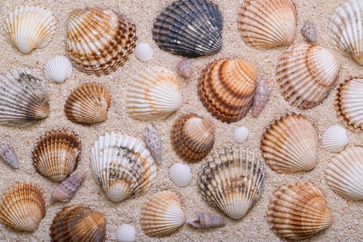 Sea shells with coral sand as background