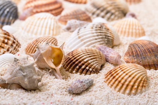 Sea shells with coral sand as background