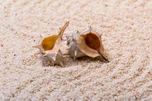 Sea shells with coral sand as background