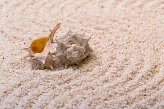 Sea shells with coral sand as background