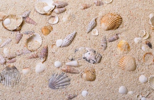 Sea shells with coral sand as background