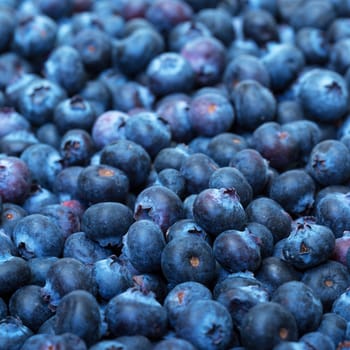 Freshly picked blueberries, closeup background