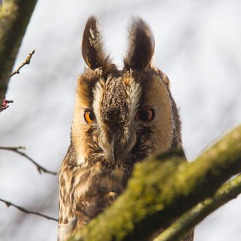 Long Eared Owl (Asio otus) in a tree