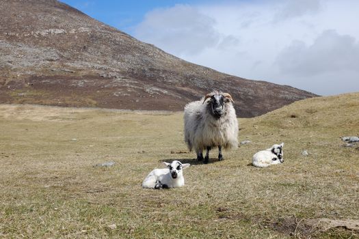 Scottish Blackface sheep, a ewe with horns stands over newborn twin lambs.