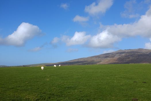 A lush green grass field with sheep grazing with a mountain and blue cloud sky in the distance.