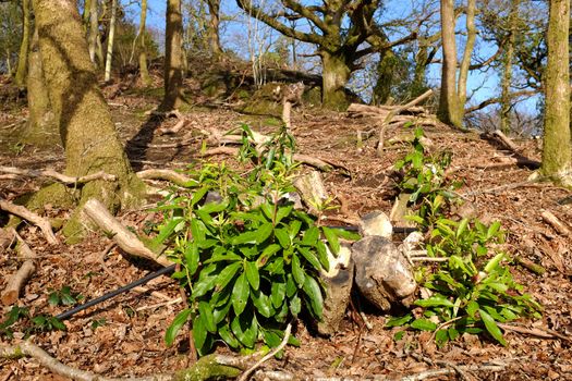 Land management scheme, an area of rhododendron clearance in oak woodland where the rhododendron plant is reemerging with shoots and green leaves.