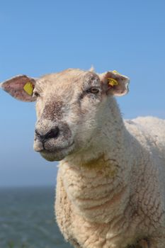 sheep portrait with ocean in the background